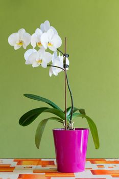 romantic white orchid in pot on the desk with green background, beautiful white flower