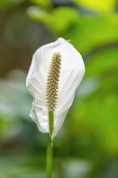 Spathiphyllum blandum - Araceae, beautiful white tropical flower