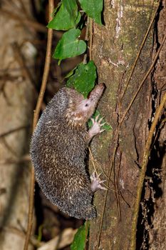 nocturnal animal Lesser Hedgehog Tenrec climbing on tree in natural habitat, Echinops telfairi, Nosy mangabe, Madagascar wildlife