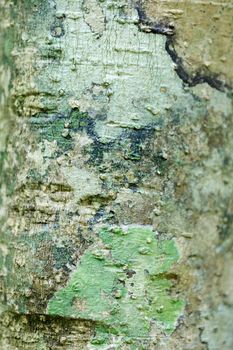 tree bark texture, pattern for background or backdrop use, Nosy mangabe, Madagascar tree