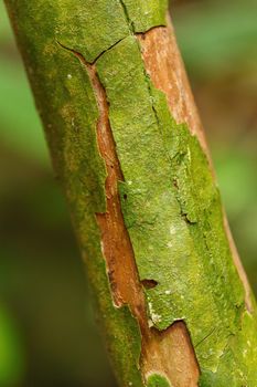 tree bark texture, pattern for background or backdrop use, Nosy mangabe, Madagascar tree