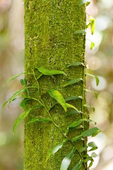 Wild vanilla spice plant hanged on tree. Nosy mangabe natural reserve, Madagascar