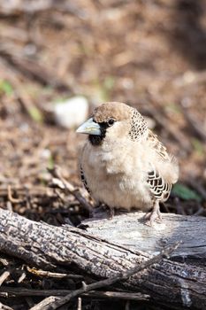 small bird Sociable Weaver (Philetairus socius)at Kalahari transfontier park, South Africa