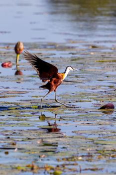 bird African jacana, Actophilornis africanus, walks among water hyacinth leaves and waterlily flowers. Looking iside flower for food. Bwabwata , Namibia, Africa safari wilderness