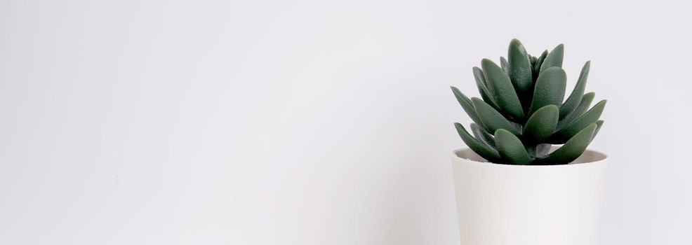 Mini plant succulent on wooden white desk, little plant and leaf in potted on table, copy space, nobody, tree in pot for decoration in home, texture background, spring and summer, banner website.