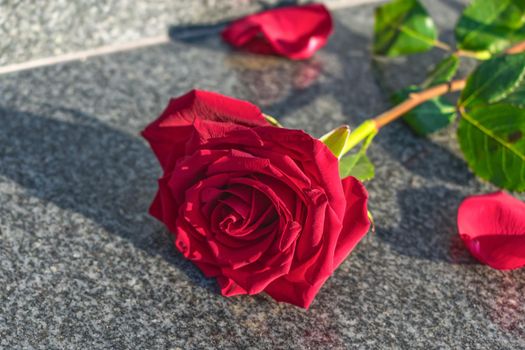 Red rose lies on the granite floor on a sunny day