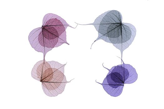 Artistic frame of colored skeleton leaves in shades of purple and blue arranged to the corners in a rectangle with central copyspace on white