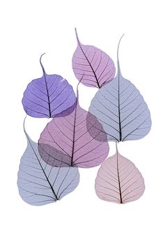 Delicate tracery of colored skeleton leaves on white in shades of purple and blue with different shapes and sizes over copyspace