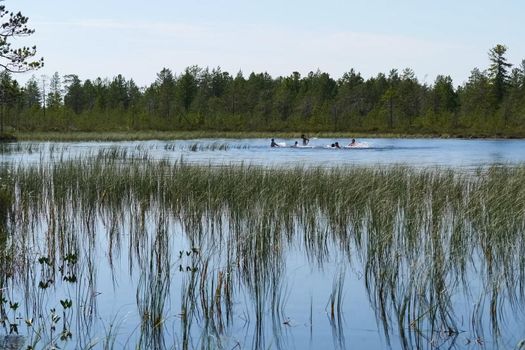 Holidaymakers bathe in the lake. Bathers in the lake splash. Northern summer in the forest tundra.