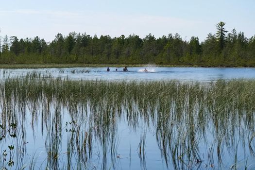 Holidaymakers bathe in the lake. Bathers in the lake splash. Northern summer in the forest tundra.