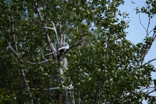 The skull of a reindeer on a tree. Traditional beliefs of the peoples of the north. The customs of the locals of the tundra.