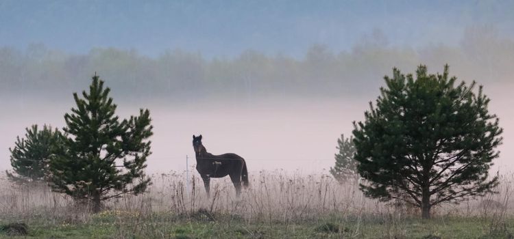 The horse grazes in a clearing. Fog on the meadow where the horse grazes.