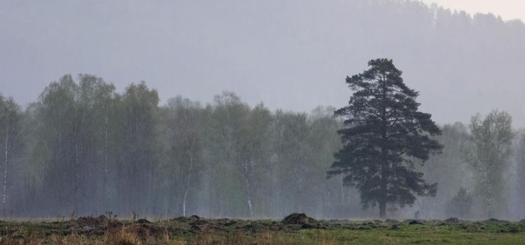 Rain in the taiga over the river. Cloudy weather in the forest.