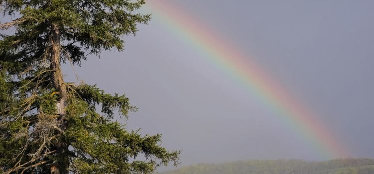 Rainbow in the sky against the pine. Rainbow over the taiga.