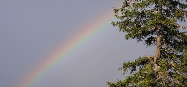 Rainbow in the sky against the pine. Rainbow over the taiga.