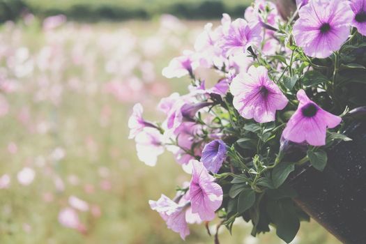 purple Petunia flower decorating in flowerpot in garden