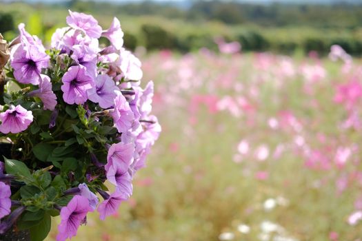 purple Petunia flower decorating in flowerpot in garden