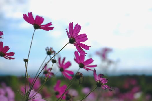 pink cosmos flower in flora meadow field