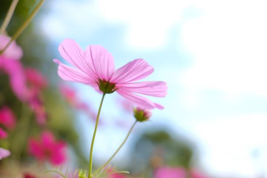 pink cosmos flower in flora meadow field