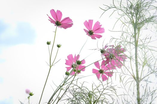 pink cosmos flower in flora meadow field