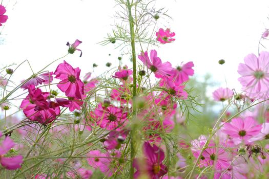 pink cosmos flower in flora meadow field