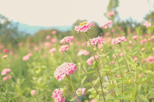 pink zinnia flower in flora meadow field