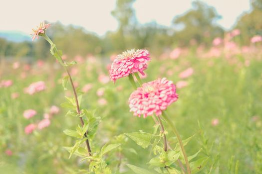 pink zinnia flower in flora meadow field