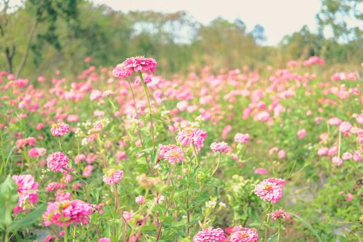pink zinnia flower in flora meadow field