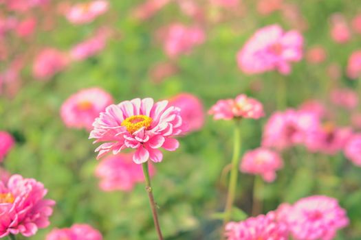 pink zinnia flower in flora meadow field