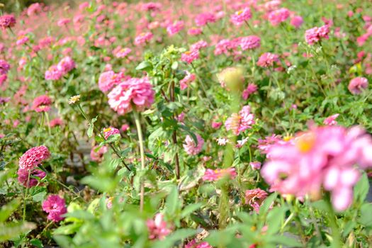 pink zinnia flower in flora meadow field