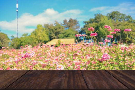 pink zinnia flower in flora meadow field
