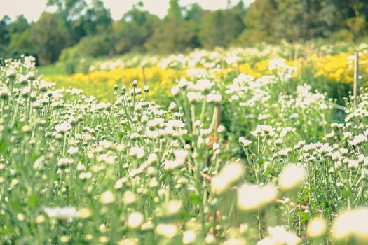 white chrysanthemum flower blooming in flora meadow field