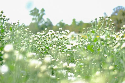 white chrysanthemum flower blooming in flora meadow field