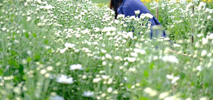 white chrysanthemum flower blooming in flora meadow field