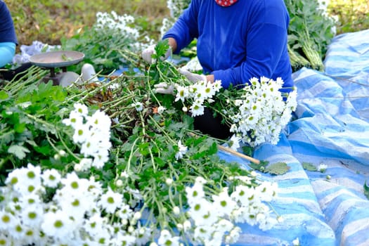 farmer woman arranging chrysanthemum flower for sale. flowers delivery business