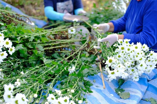 farmer woman arranging chrysanthemum flower for sale. flowers delivery business