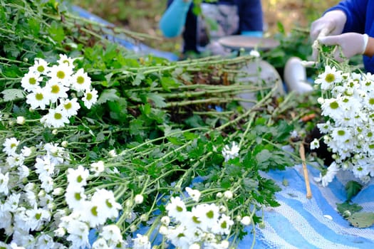 farmer woman arranging chrysanthemum flower for sale. flowers delivery business