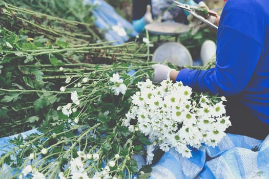 farmer woman arranging chrysanthemum flower for sale. flowers delivery business