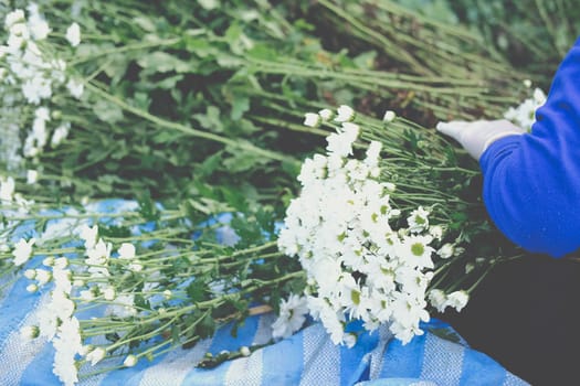 farmer woman arranging chrysanthemum flower for sale. flowers delivery business