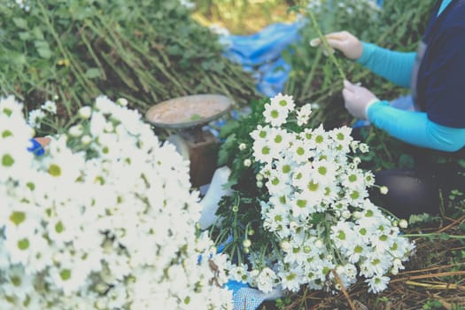 farmer woman arranging chrysanthemum flower for sale. flowers delivery business