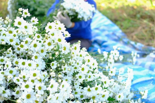 farmer woman arranging chrysanthemum flower for sale. flowers delivery business