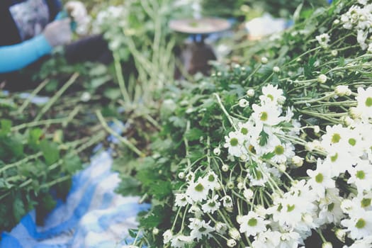 farmer woman arranging chrysanthemum flower for sale. flowers delivery business