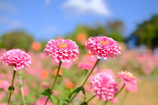 pink zinnia flower in flora meadow field