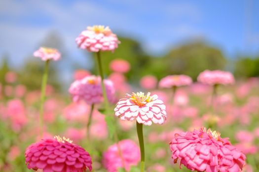 pink zinnia flower in flora meadow field