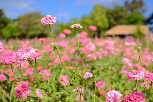 pink zinnia flower in flora meadow field