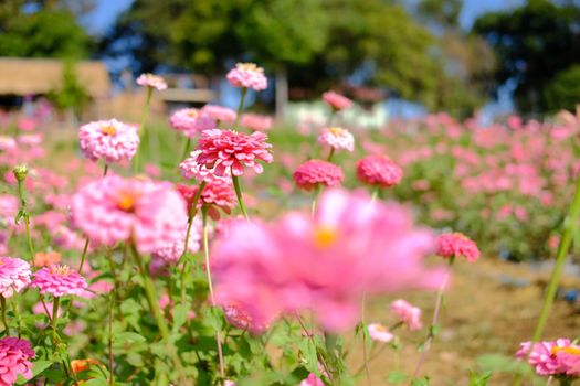 pink zinnia flower in flora meadow field