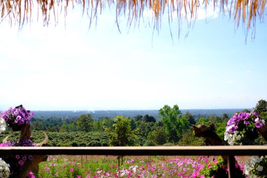 cosmos flower meadow field view from wooden gazebo