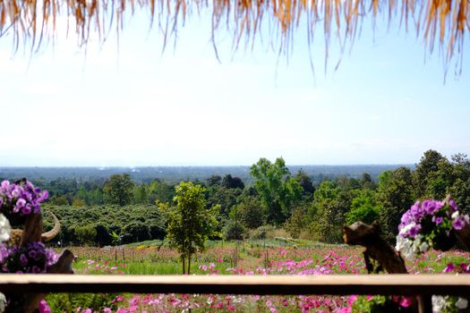 cosmos flower meadow field view from wooden gazebo