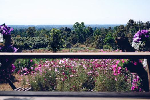cosmos flower meadow field view from wooden gazebo