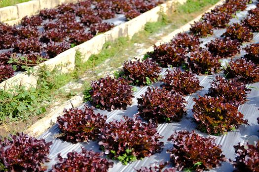 red oak lettuce vegetable plant growing in garden farm